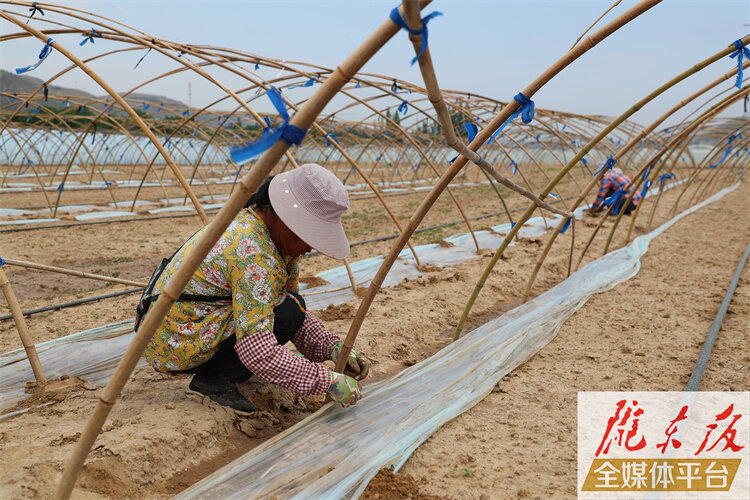 【奮進新征程 建功新時代】環(huán)縣洪德鎮(zhèn)種植大棚西瓜帶農增收