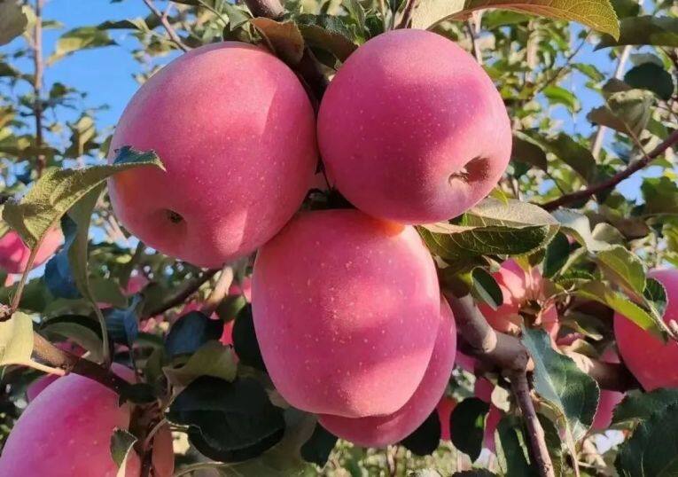 白馬鋪鎮(zhèn)的富士蘋果。