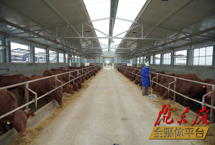 正寧縣正興現(xiàn)代農(nóng)牧千頭早勝牛繁育基地。本報(bào)記者 劉萍凝 攝