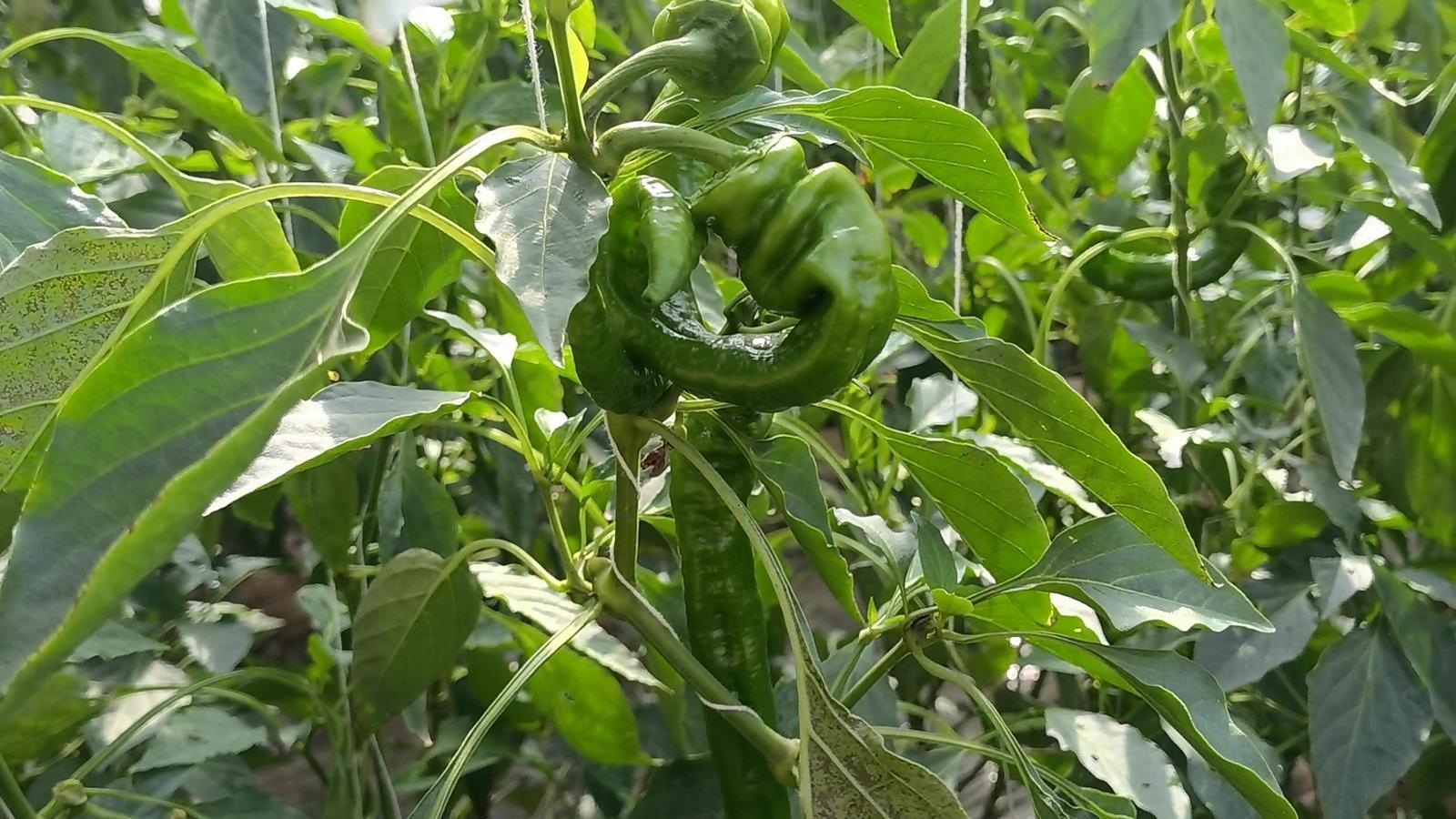 【春潮涌 繪新景丨寧縣篇】把“餐桌配菜”變成“致富主菜”！湘樂鎮(zhèn)奏響鄉(xiāng)村振興“椒”響曲