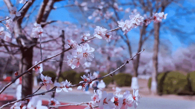 慶陽(yáng)的春日，舉目晴明，一路春暖花開(kāi)