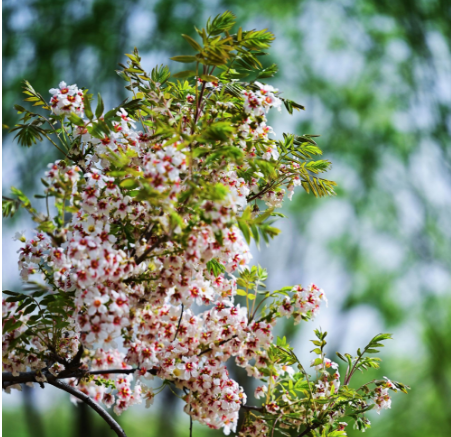 一點(diǎn)慶陽(yáng) | 小樹(shù)林里踏歌聲（文/拓劍華）