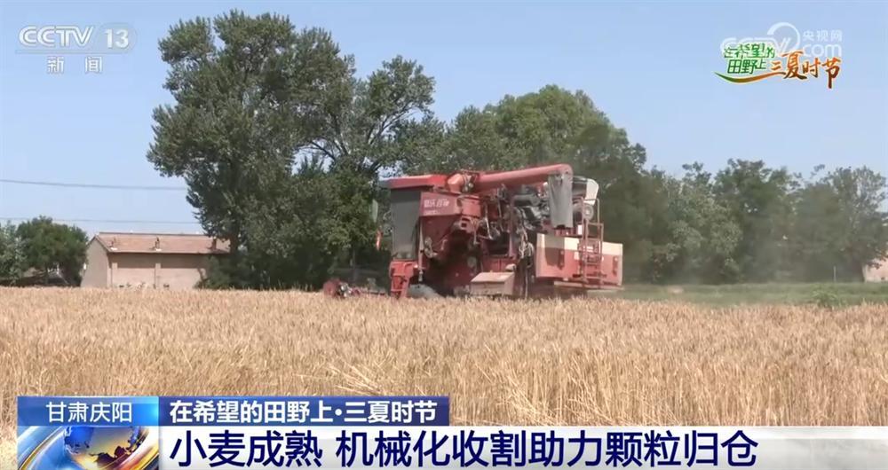 甘肅慶陽(yáng)：小麥成熟 機(jī)械化收割助力顆粒歸倉(cāng)