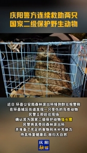 慶陽警方連續(xù)救助兩只國(guó)家二級(jí)保護(hù)野生動(dòng)物